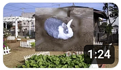 YouTube�Đ��p�A�C�R��